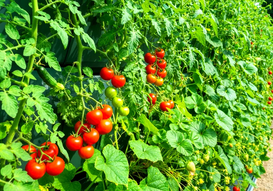 Tomates cerises et fraises grimpant sur un treillis vertical