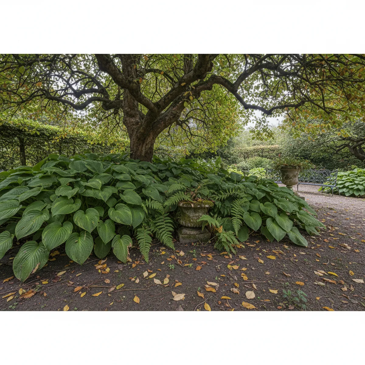 Coin ombragé de jardin avec hostas et fougères