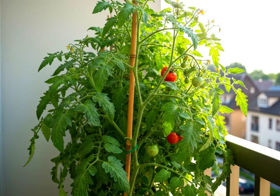Étapes pour planter votre tomate en pot