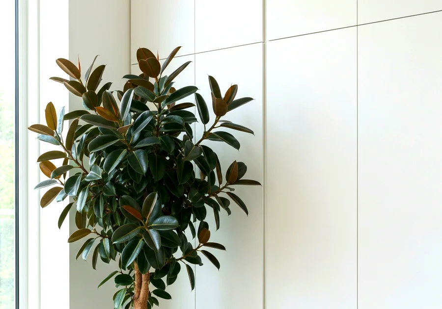 Le Pothos : la plante grimpante dépolluante