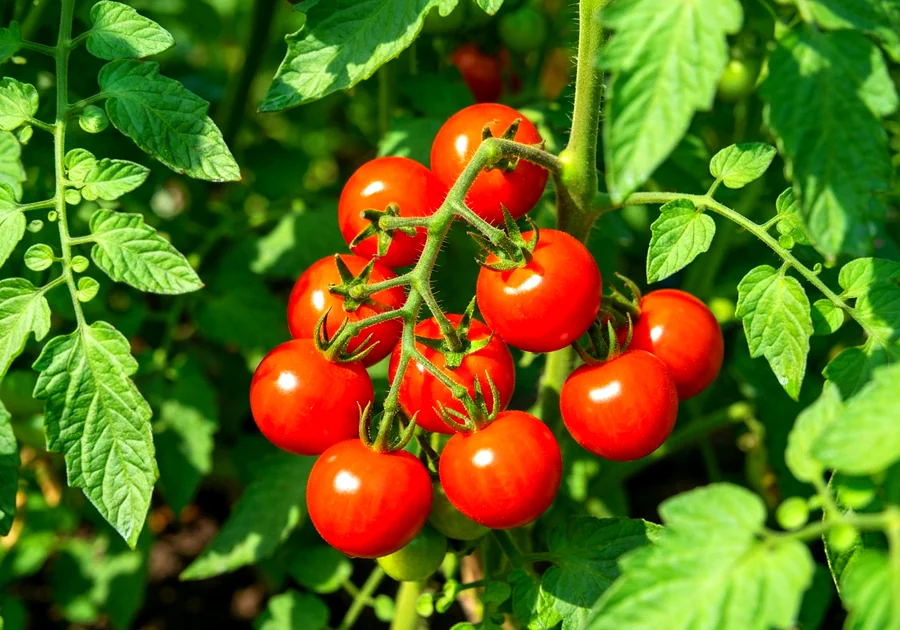 Les radis : le légume le plus rapide et le plus facile à cultiver