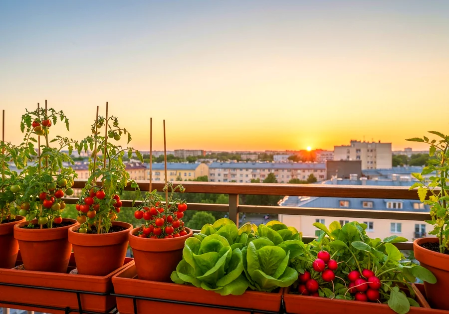 Semis ou plants : quelle option choisir ?