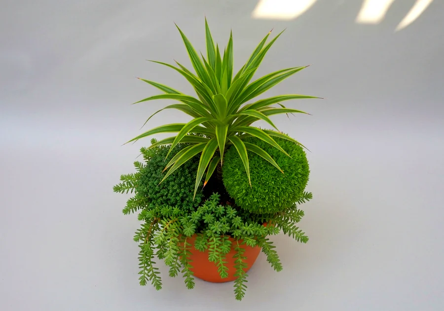 Sélectionner les plantes pour votre pot fleur extérieur