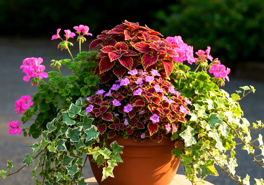 Sélectionner les plantes adaptées à l'extérieur