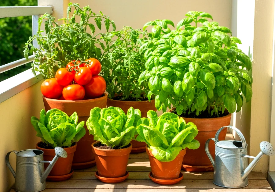 Pailler vos pots : l'astuce anti-évaporation