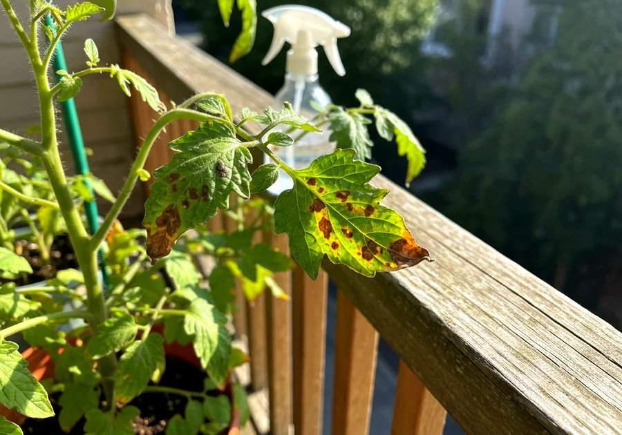Fertilisation : nourrissez vos légumes pour une récolte abondante