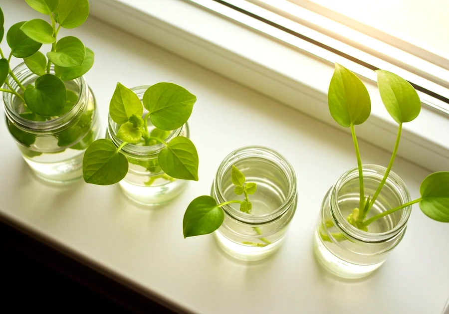 Rempoter les plantes devenues trop à l'étroit
