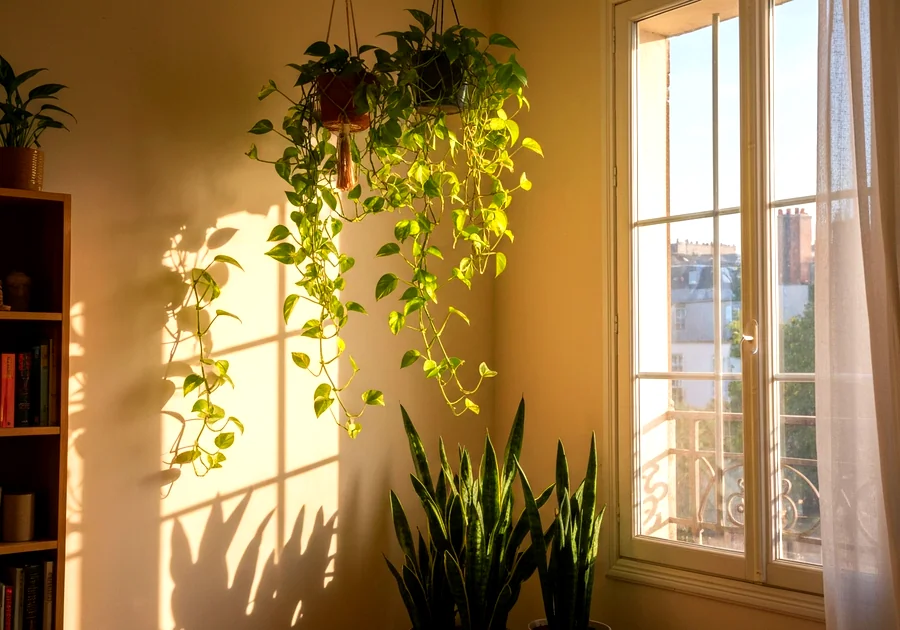 Les 5 plantes d'intérieur les plus faciles à adopter