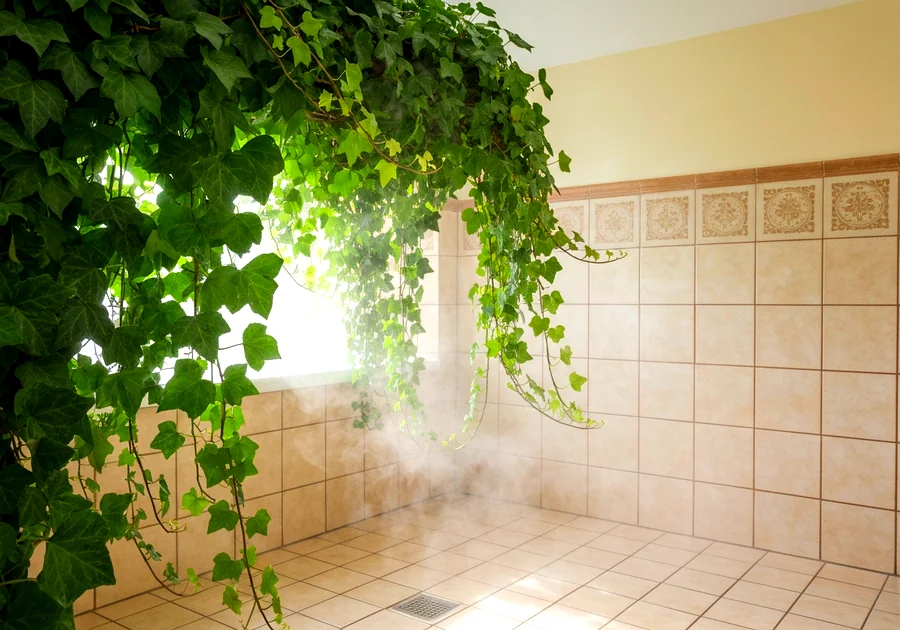 Le Spathiphyllum : la reine des plantes purificatrices air