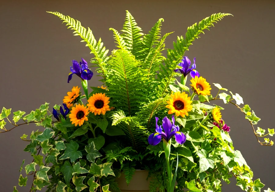 Sélectionner les plantes adaptées à l'exposition