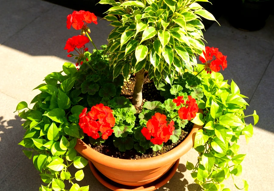Sélectionner les plantes adaptées à l'extérieur
