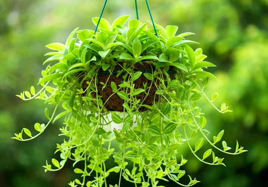 La ZZ Plant : la plante qui survit à tout