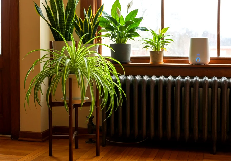 La lumière idéale pour vos plantes d'intérieur