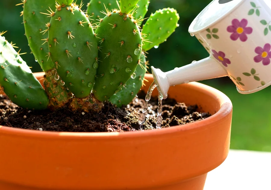 Choisir le bon emplacement pour vos cactus et succulentes