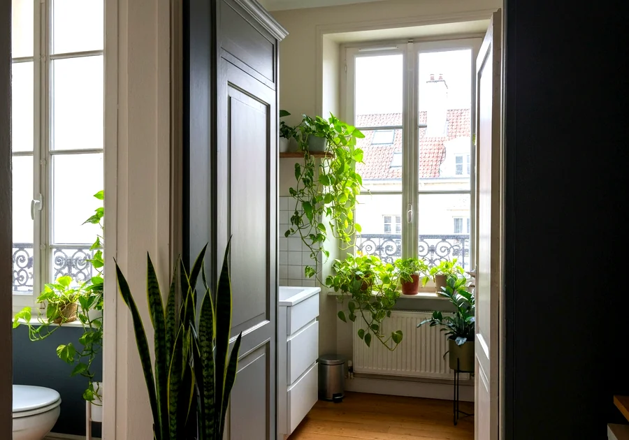 Le top 5 des plantes increvables pour débuter