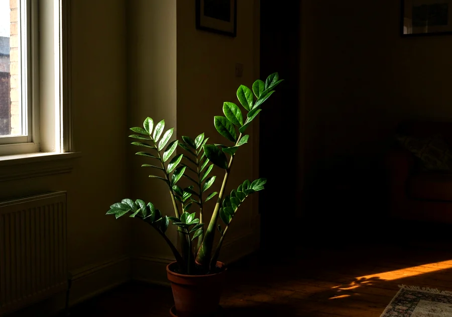 Le Sansevieria : l'increvable aux feuilles graphiques