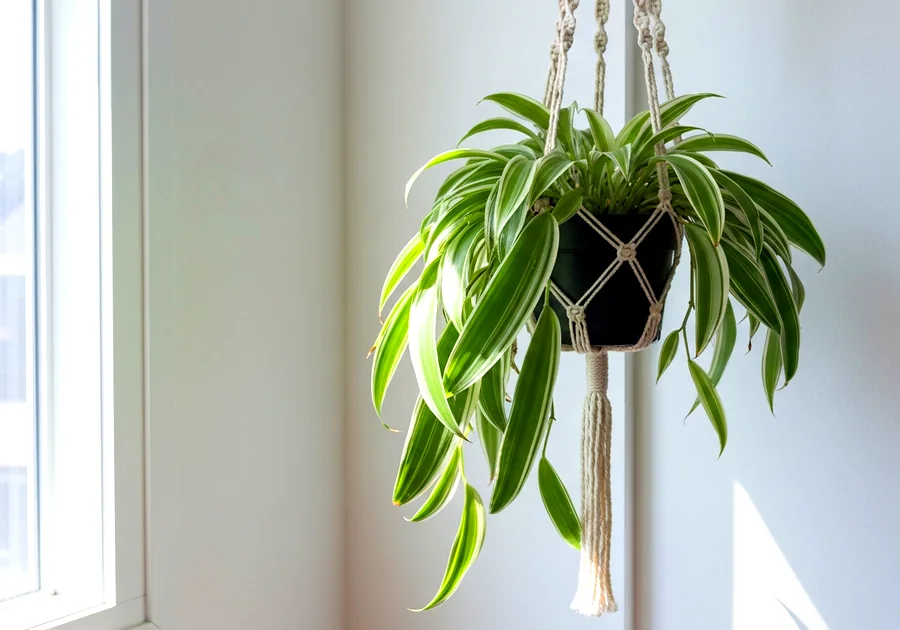 Le spathiphyllum : la championne toutes catégories
