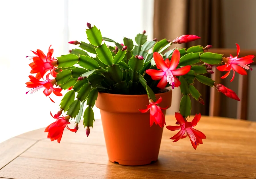 Le Zamioculcas : la plante qui aime l'ombre