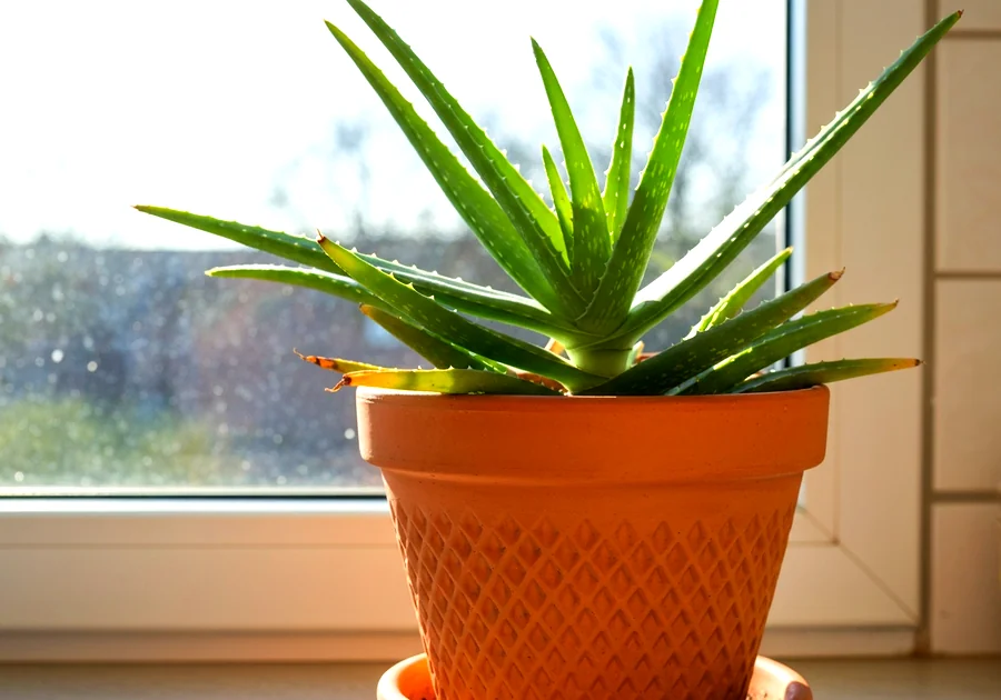 Le Ficus elastica : un purificateur robuste
