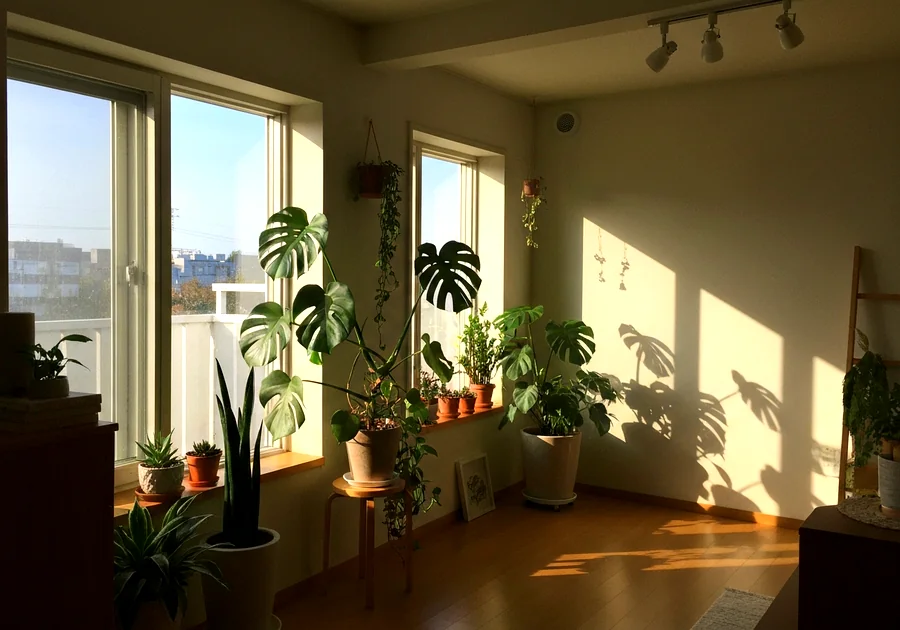 Les meilleures plantes pour un urban jungle en intérieur